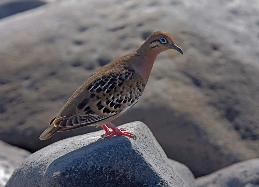 galapagodove1