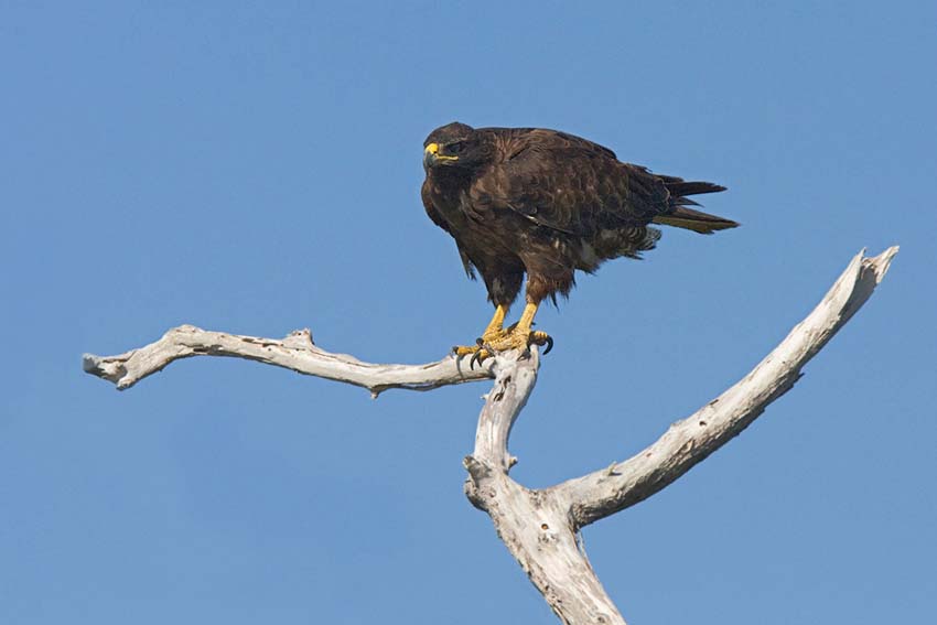 galapagoshawk21