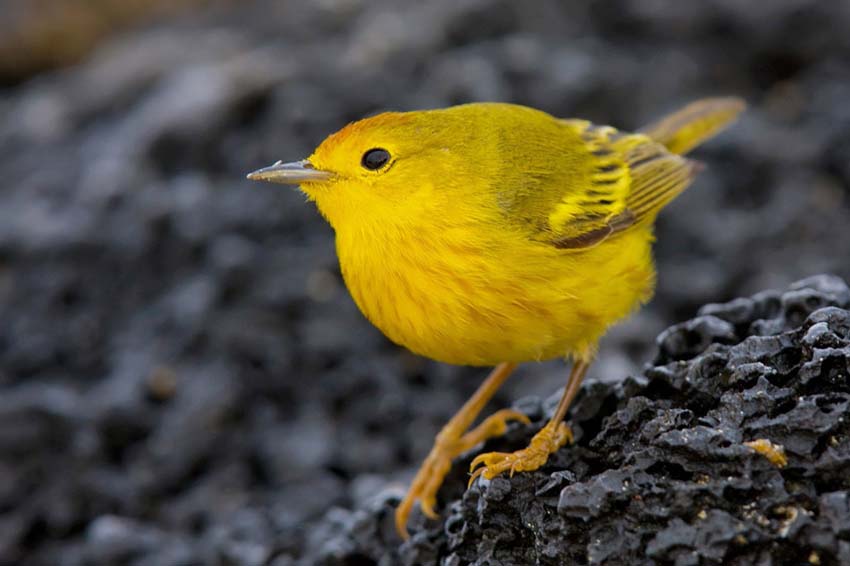 yellowwarbler5