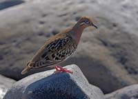 galapagodove1