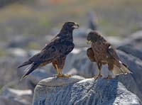 galapagoshawk2