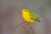 yellowwarbler2