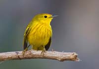 yellowwarbler3