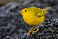 yellowwarbler5