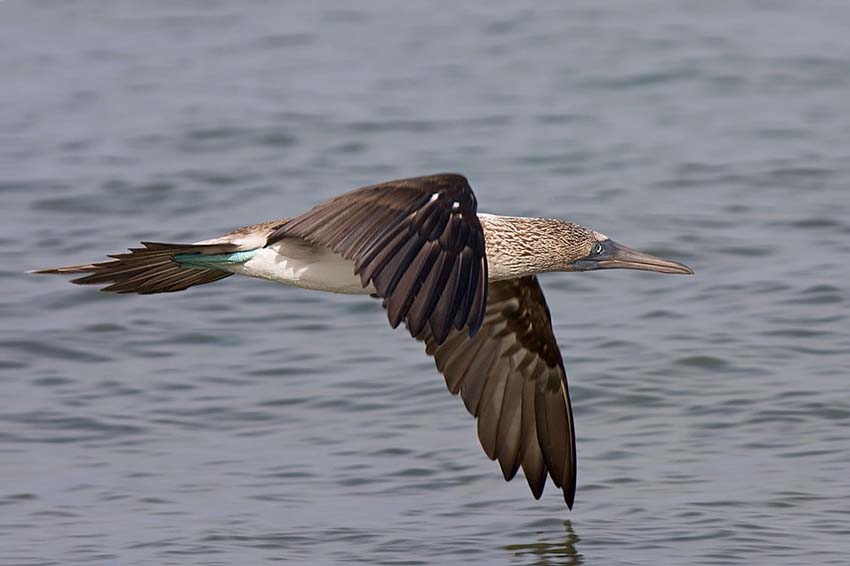 bluefootedbooby2