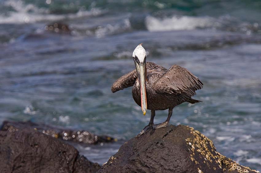 brownpelican1