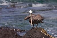 brownpelican1