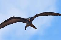 frigatebird01