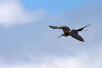 frigatebird08