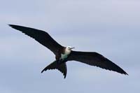 frigatebird11