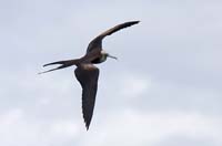 frigatebird13