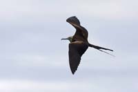 frigatebird17