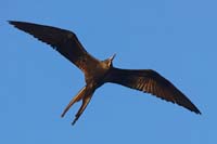 frigatebird18