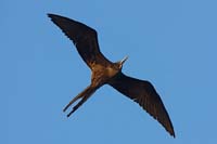 frigatebird19