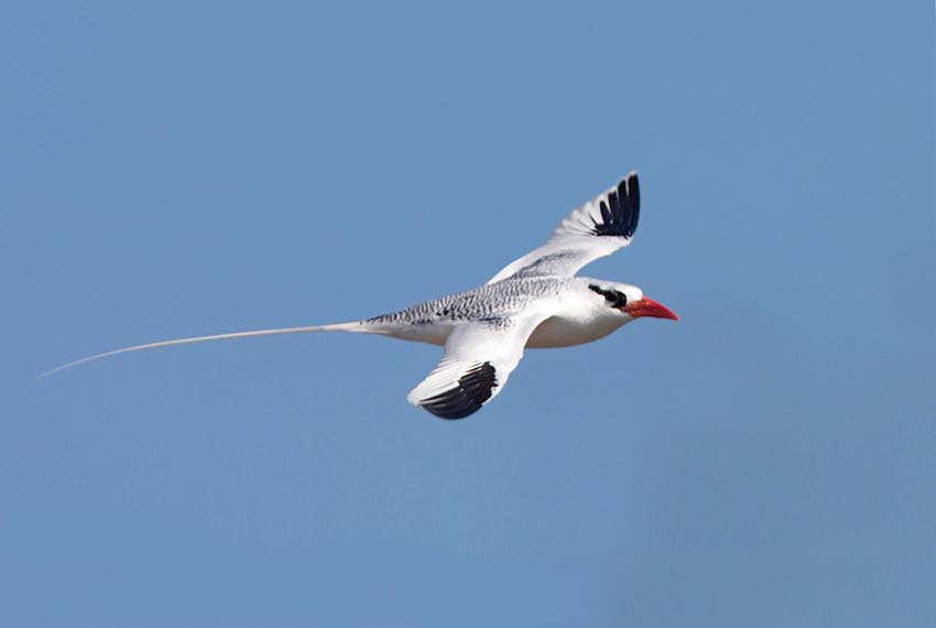 tropicbird13