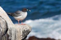 swallowtailedgull1