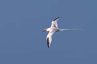 tropicbird1