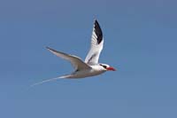 tropicbird10