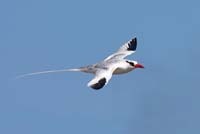 tropicbird13