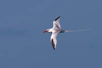 tropicbird2