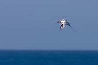 tropicbird3