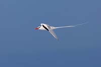 tropicbird7