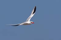 tropicbird8