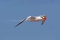 tropicbird9