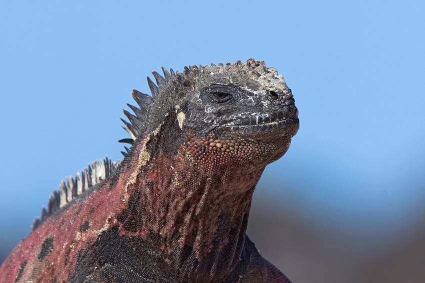 marineiguana11