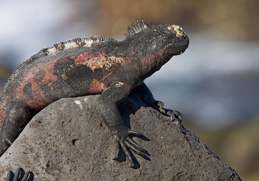 marineiguana13