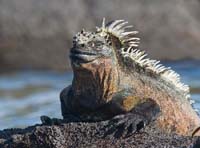 marineiguana20