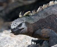 marineiguana31