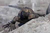 marineiguana4