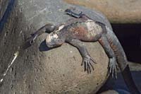 marineiguana49