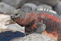 marineiguana50