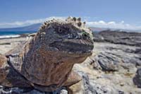 marineiguana58