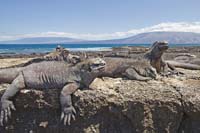 marineiguana62