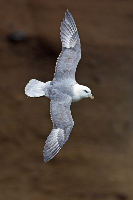 Fulmar