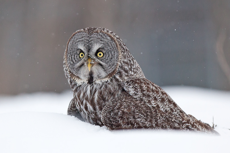 Great Grey Owl