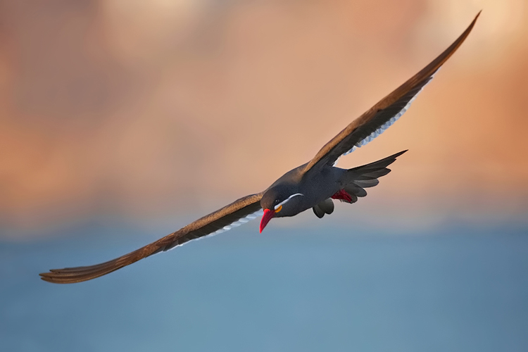 Inca Tern