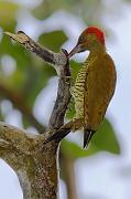 rufouswingedwoodpecker