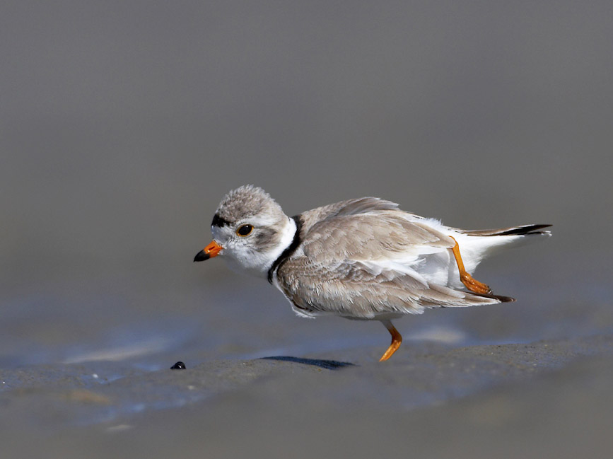 pipingplover03
