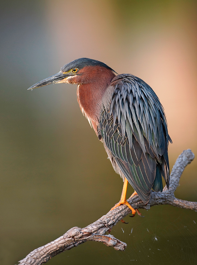 1/500 sec at f / 4.5