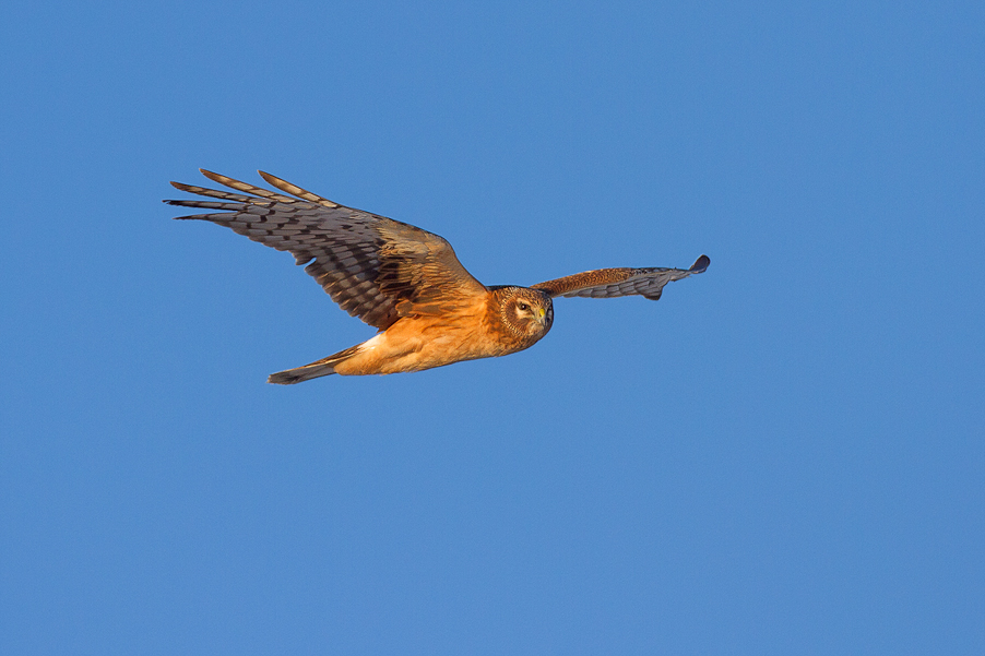 1/1600 sec at f / 5.0
