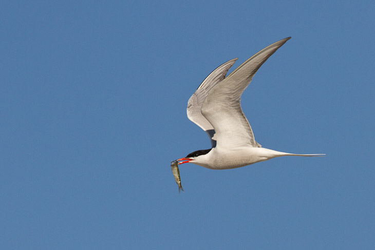 _MG_5408
