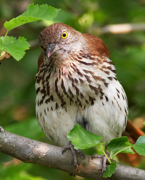 brownthrasher
