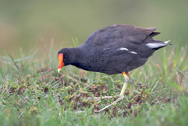 commonmoorhen1