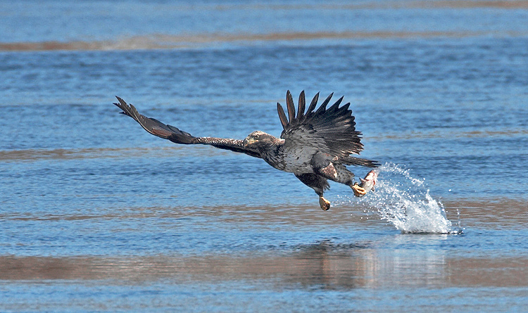eagle33a