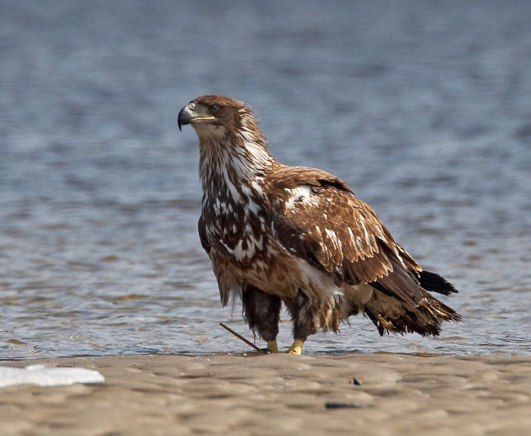 eagle63