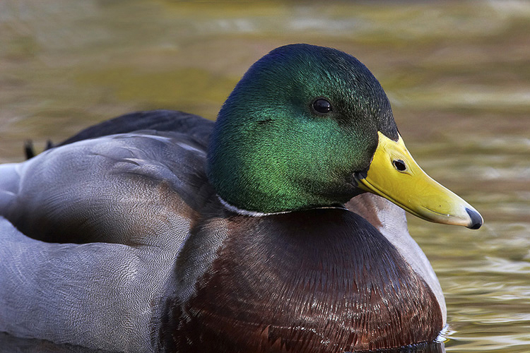 mallard02
